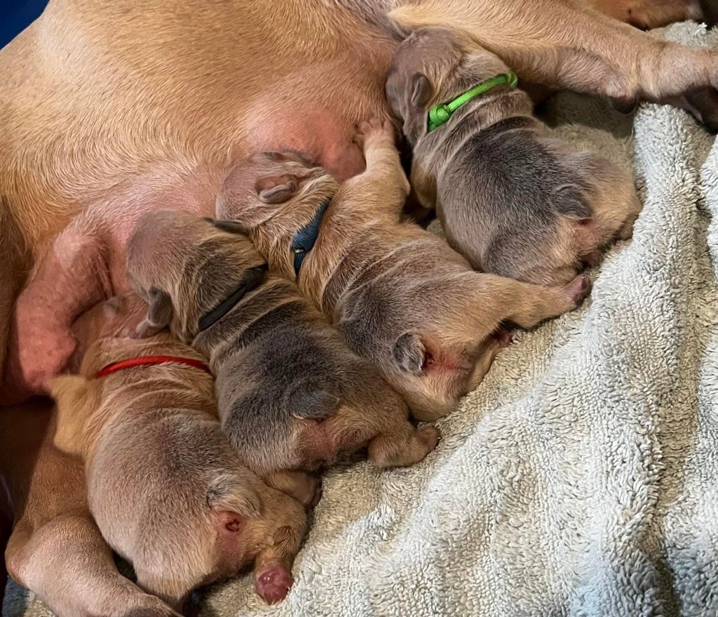 Image Of Frenchie Puppies Deer Park Tx Born June 13