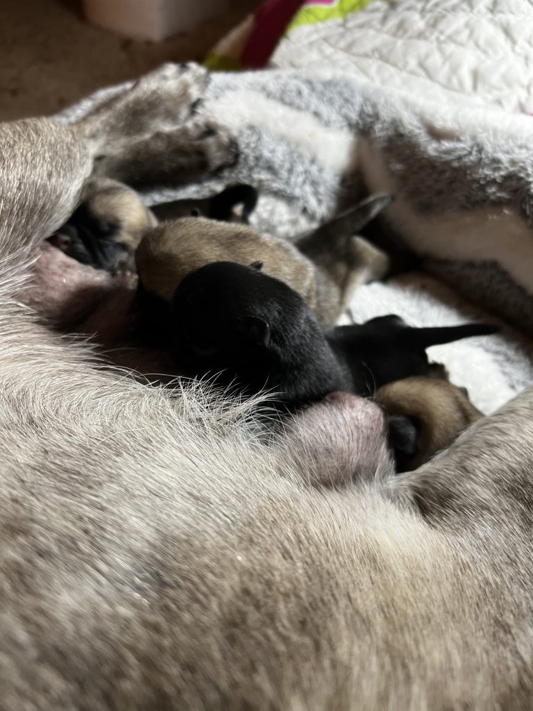 Image Of Pug Puppies Born 07 13 22 1