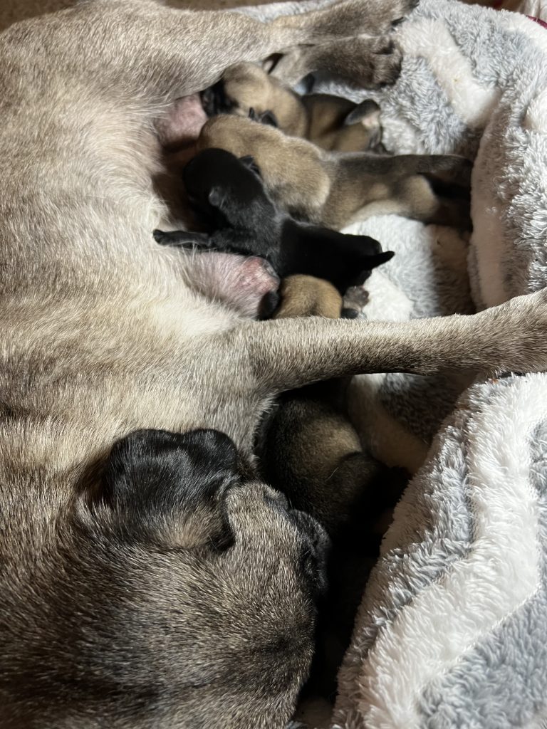 Image Of Pug Puppies Born 07 13 22 3