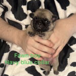 Image Of 62Ac1Bef 8Cae 4128 Ba52 46D6Edde1340