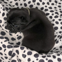 Image Of Grey Black Male Pug Puppy E1706393484648