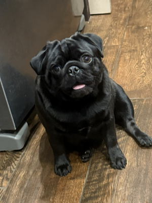 Pepper